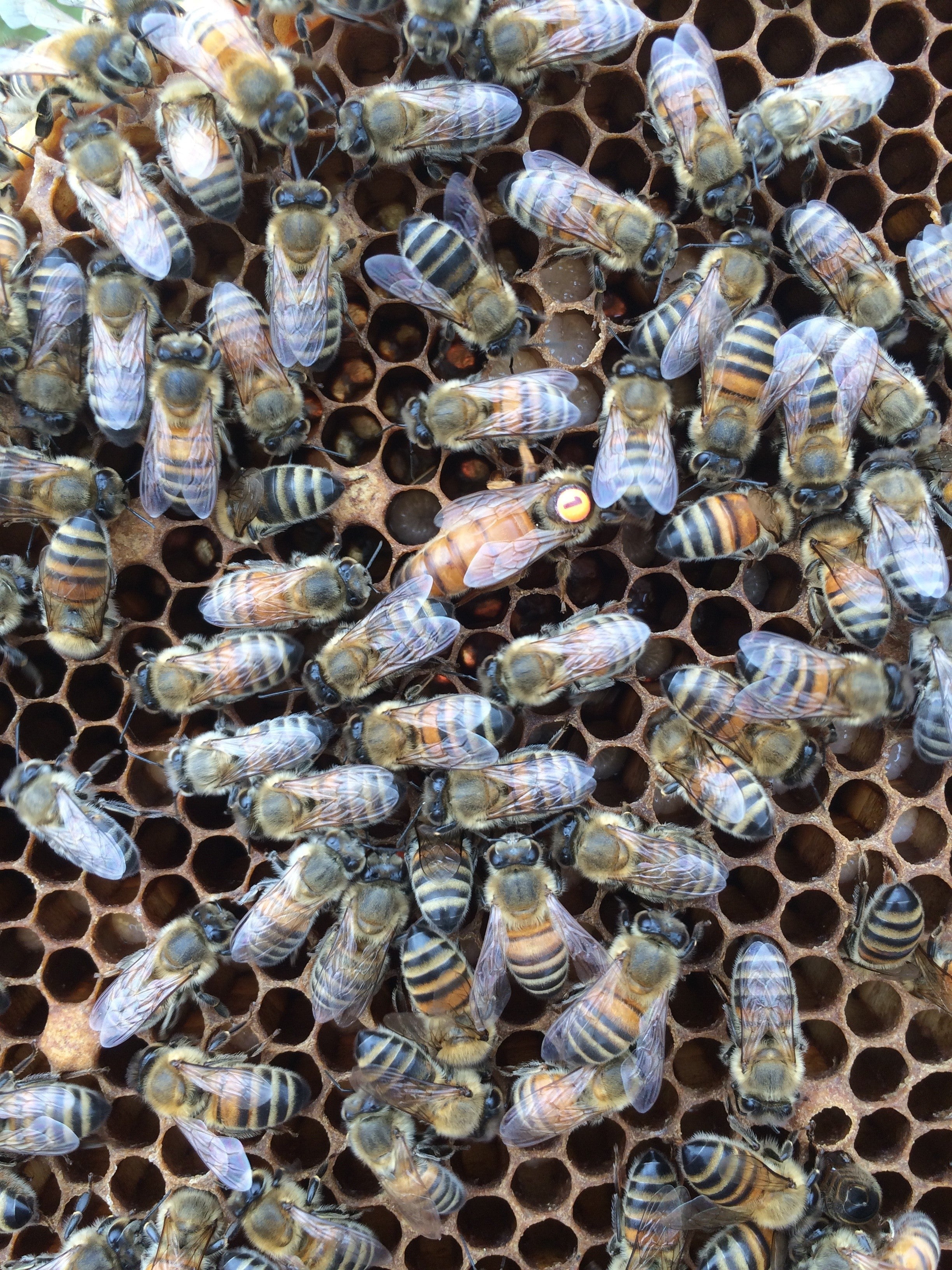 An image of Queen Bees Bred in Devon, 25 June