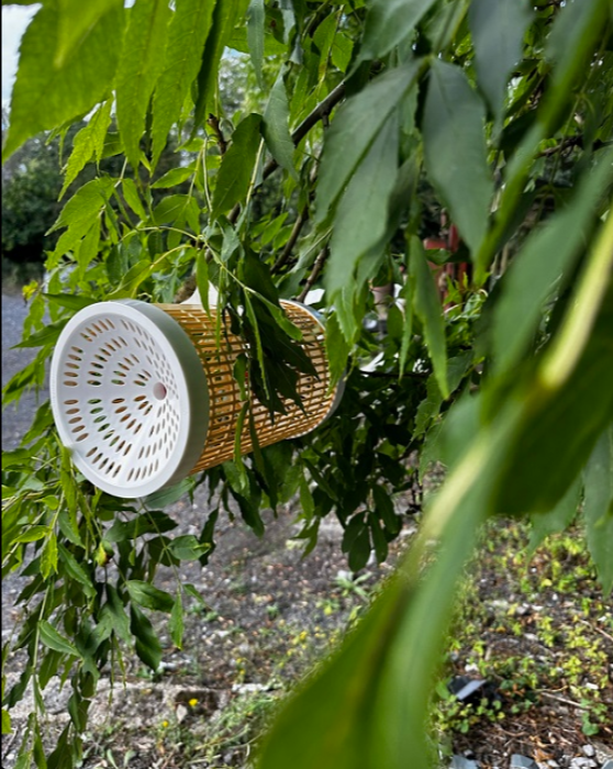 An image of Hornet Trap - GardApis Sentinel