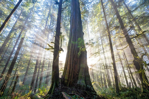 Canadian Western Red Cedar Forest