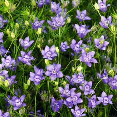 An image of Love-in-a-Mist Seeds - Blue Stars