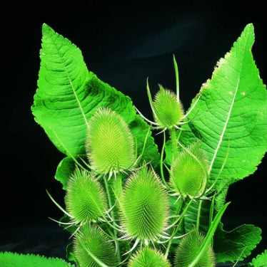 An image of Teasel Seeds