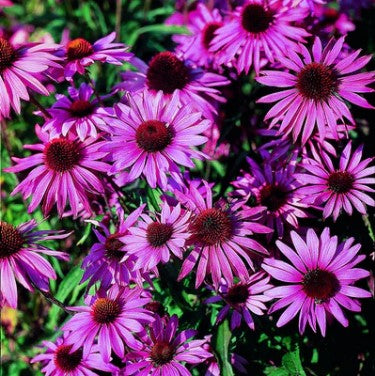 An image of Echinacea Seeds - Purpurea, Brilliant Star