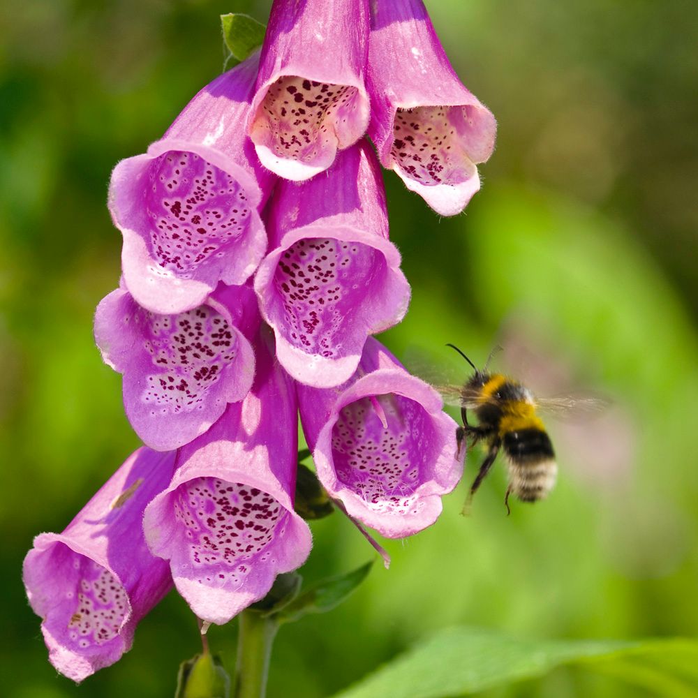 An image of Wild Foxglove Seeds