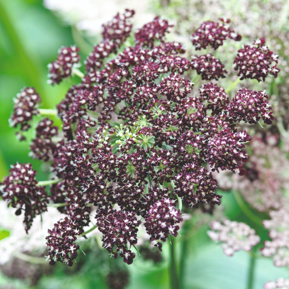 An image of Flowering Carrot Seeds - Dara