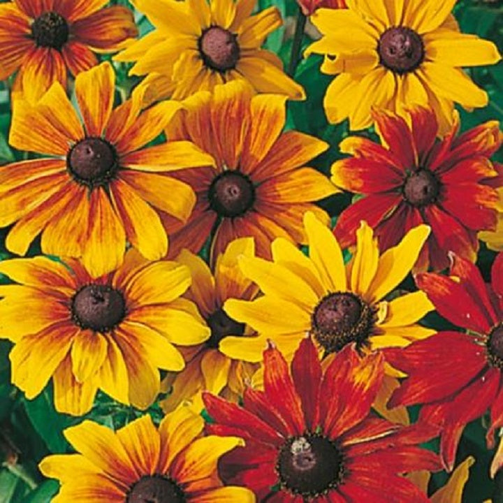 An image of Rudbeckia Seeds - Rustic Dwarf Mix