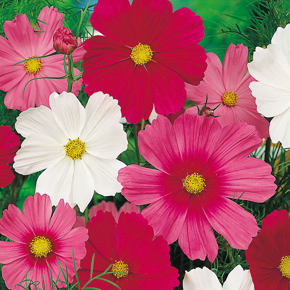 An image of Cosmos Seeds - Sensation Tall Mix