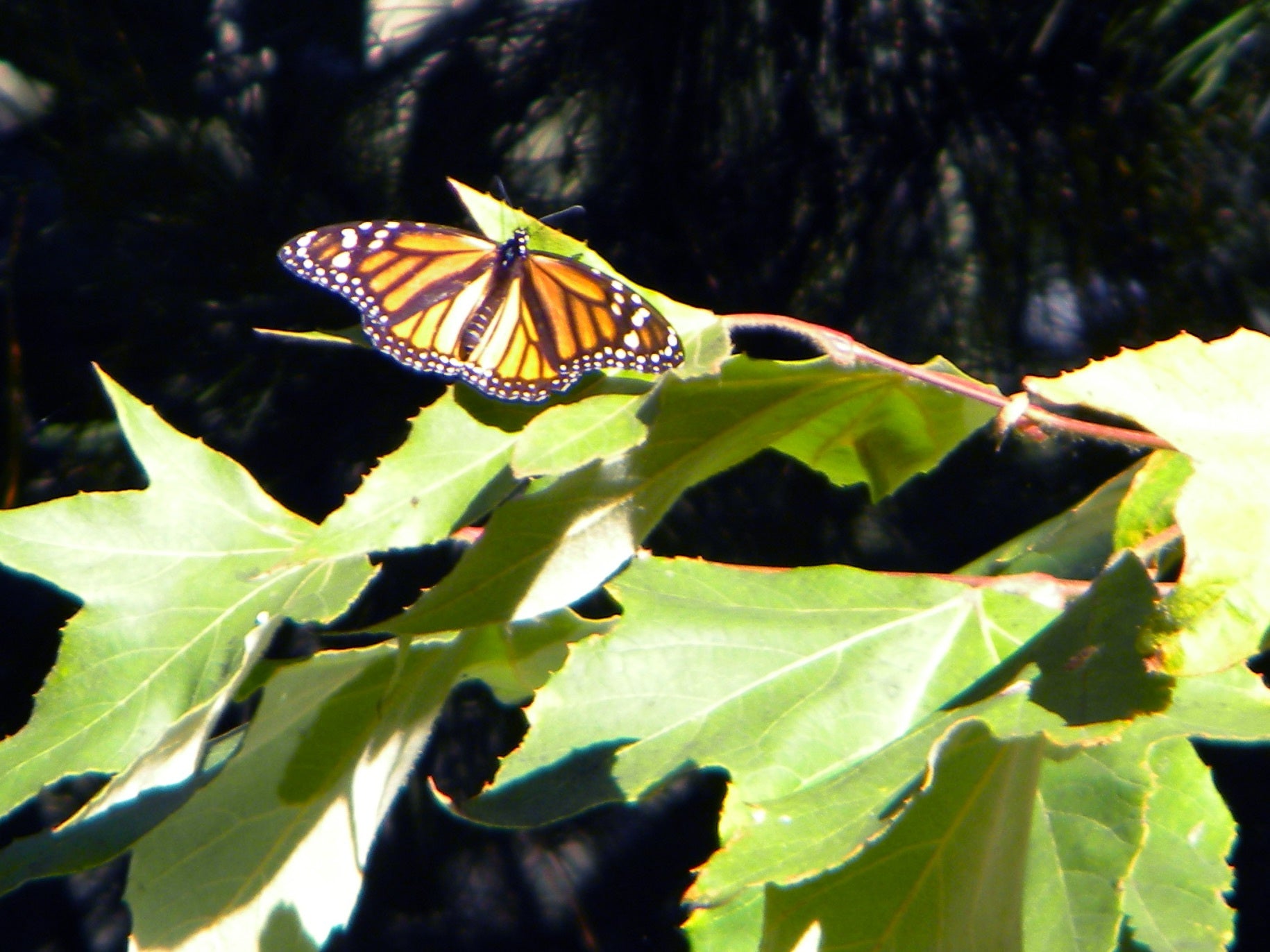 A monarch butterfly perched gracefully on a leaf, basking in sunlight amidst its migration. The contrasting colors of its wings stand out against the green foliage, highlighting the beauty of these creatures on their annual journey.