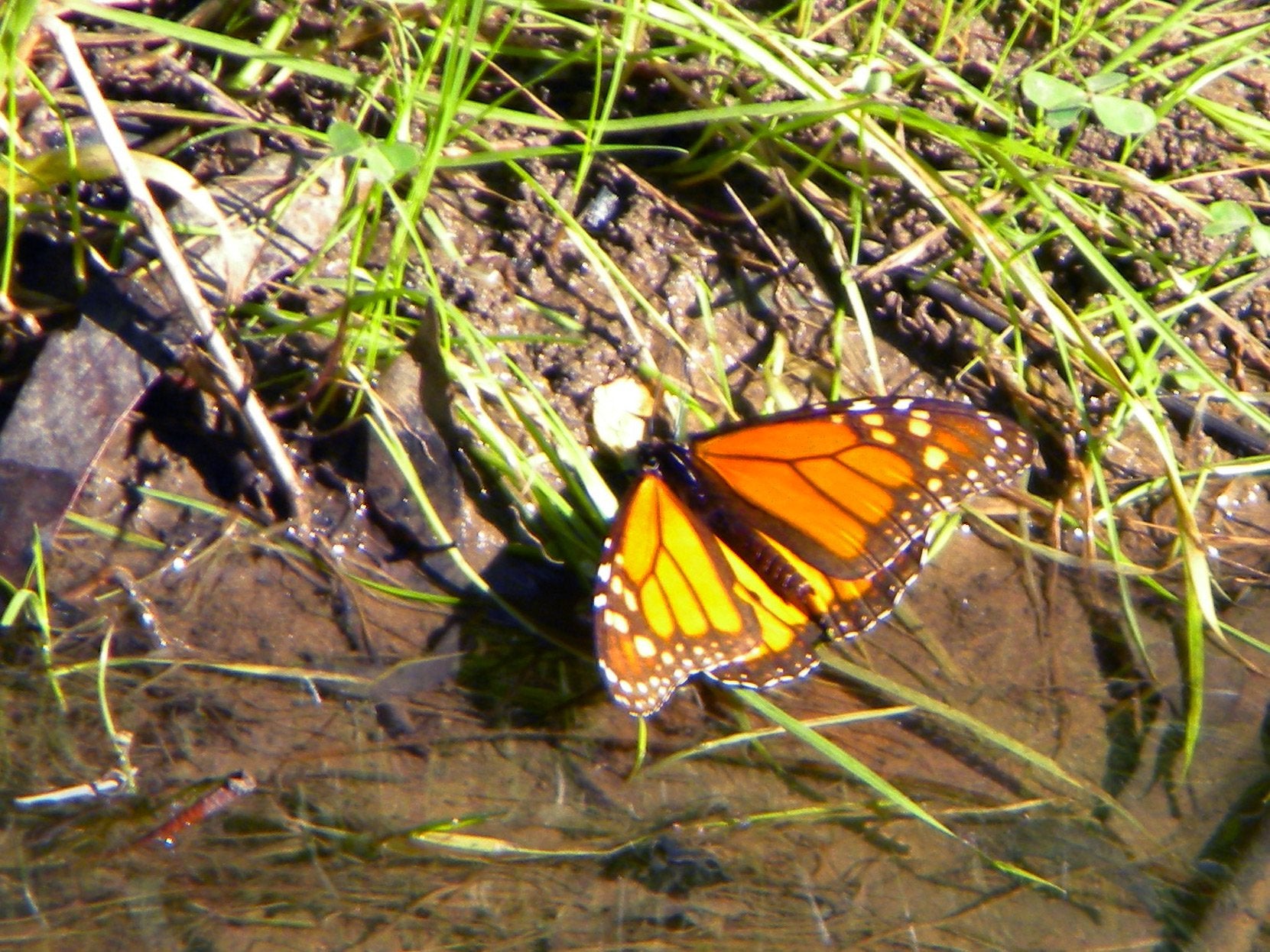 A monarch butterfly, with its iconic orange and black wings, rests near a water's edge during its migration. The image captures a moment of this remarkable journey, reflecting the butterfly's resilience and the delicate beauty it adds to the natural landscape.