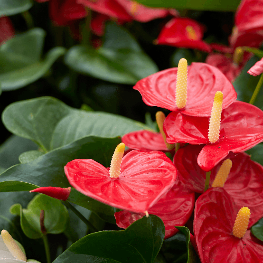 How to care for a Anthurium