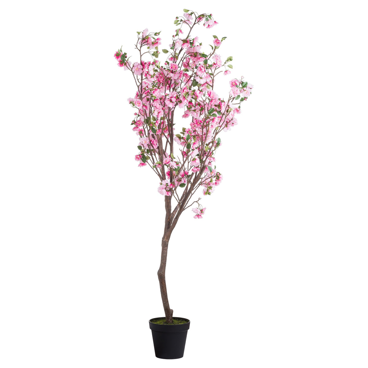 Large Cherry Blossom Tree — Direct GB Home & Garden
