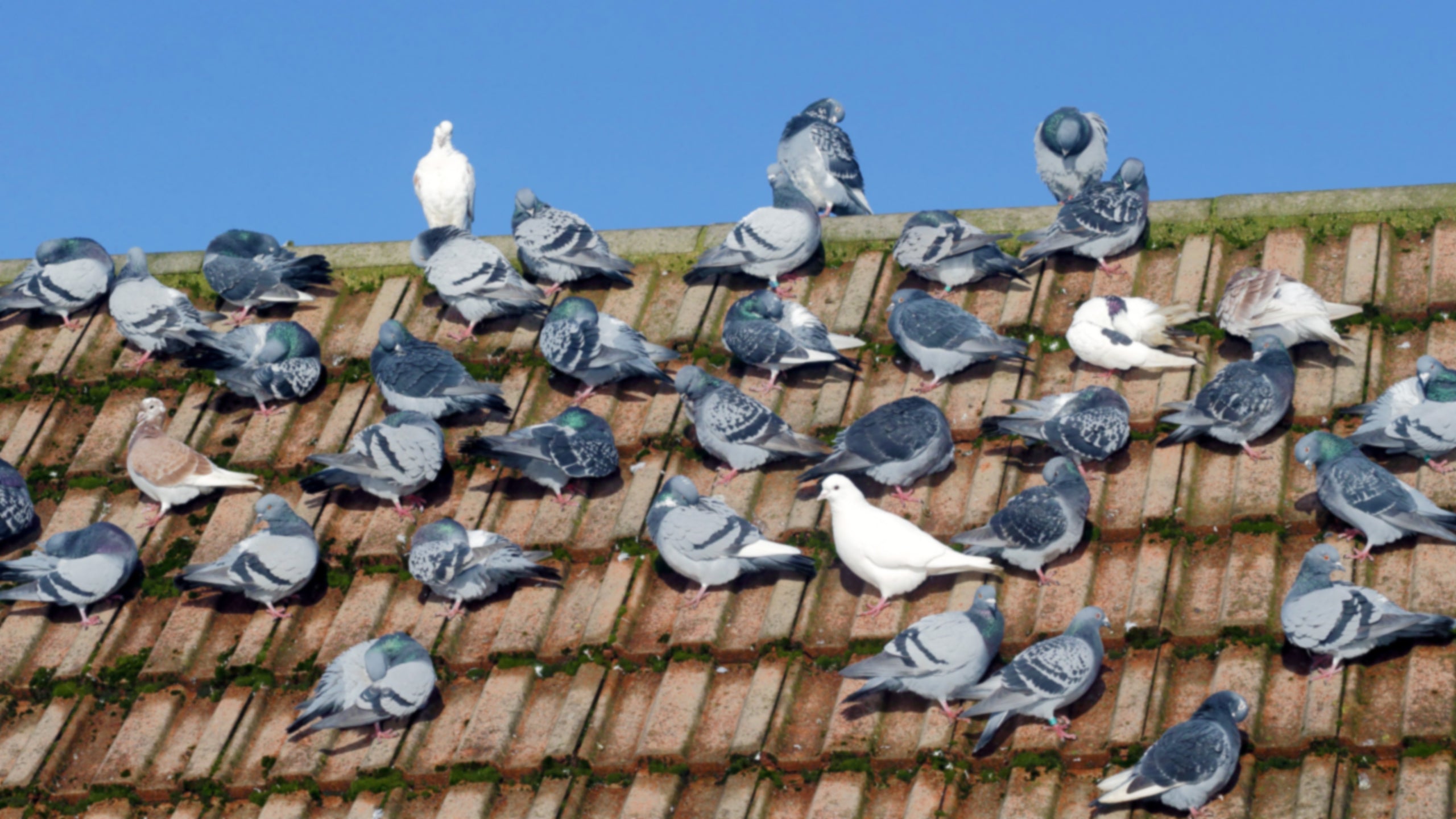 Белый голубь на крыше дома. Pigeon Top view.