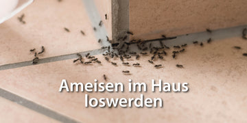 Ameisen im Haus loswerden