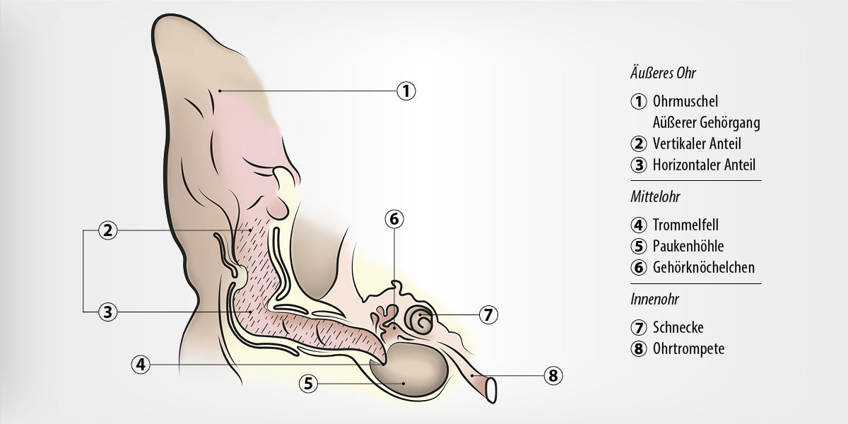 Anatomie des Hundeohrs