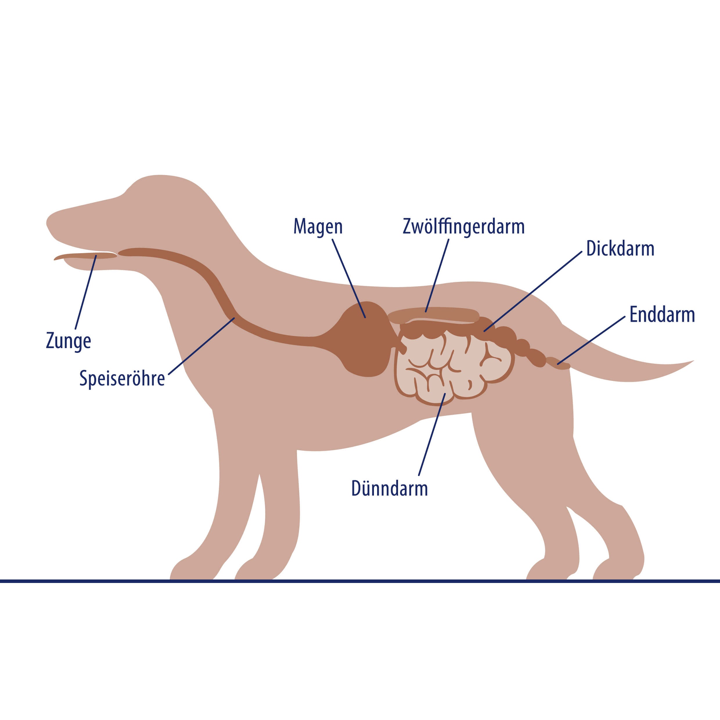 Abbildung vom Hund mit Bezeichnungen des Darms 