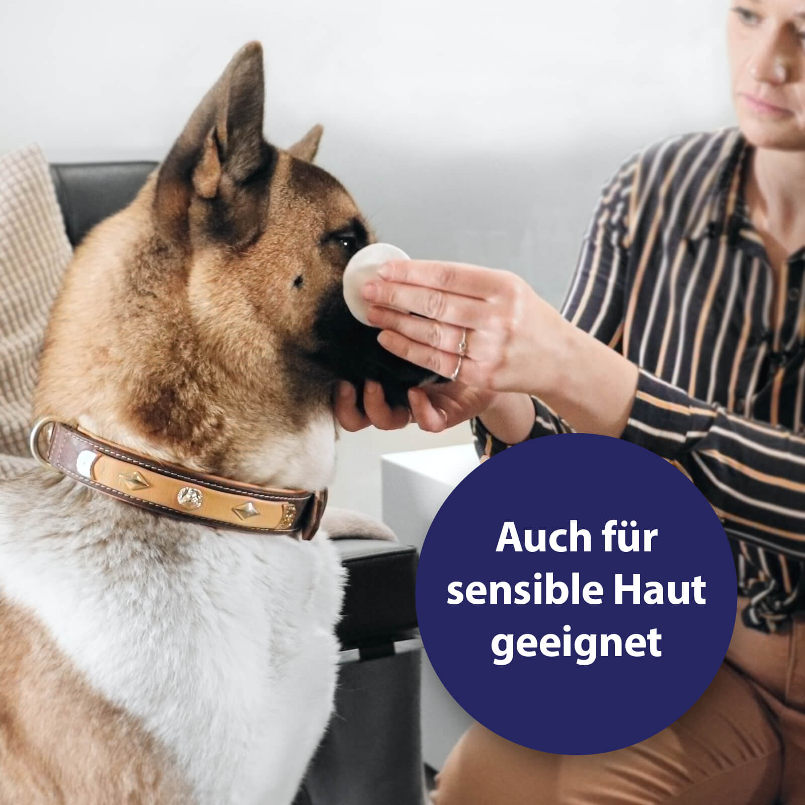 Canosept Augenpflege wird an Hund angewendet