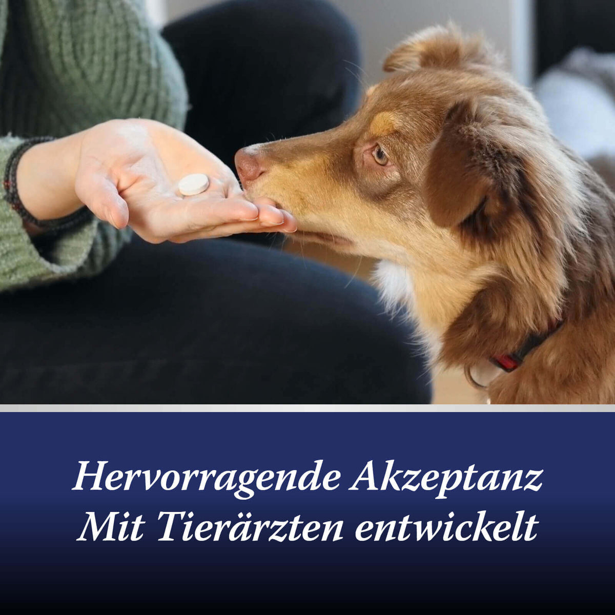 Hervorragende Akzeptanz und mit Tierärzten entwickelt