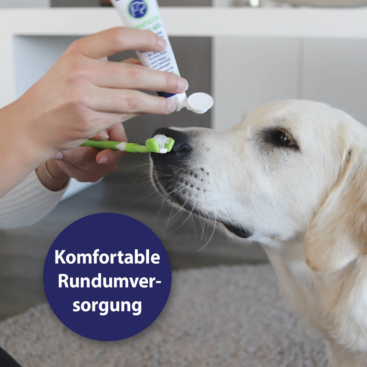 Hund bekommt die Zähne geputzt mit dem Canosept Dental Gel und der Canosept Zahnbürste 