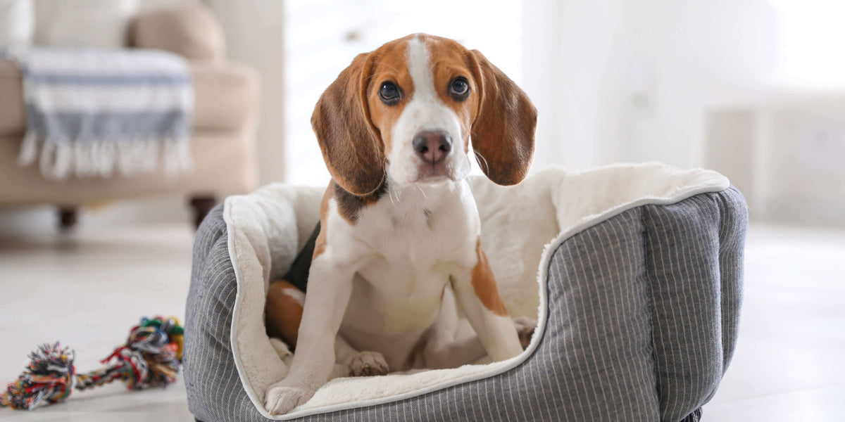 Hund sitzt im Körbchen und schaut in die Kamera 