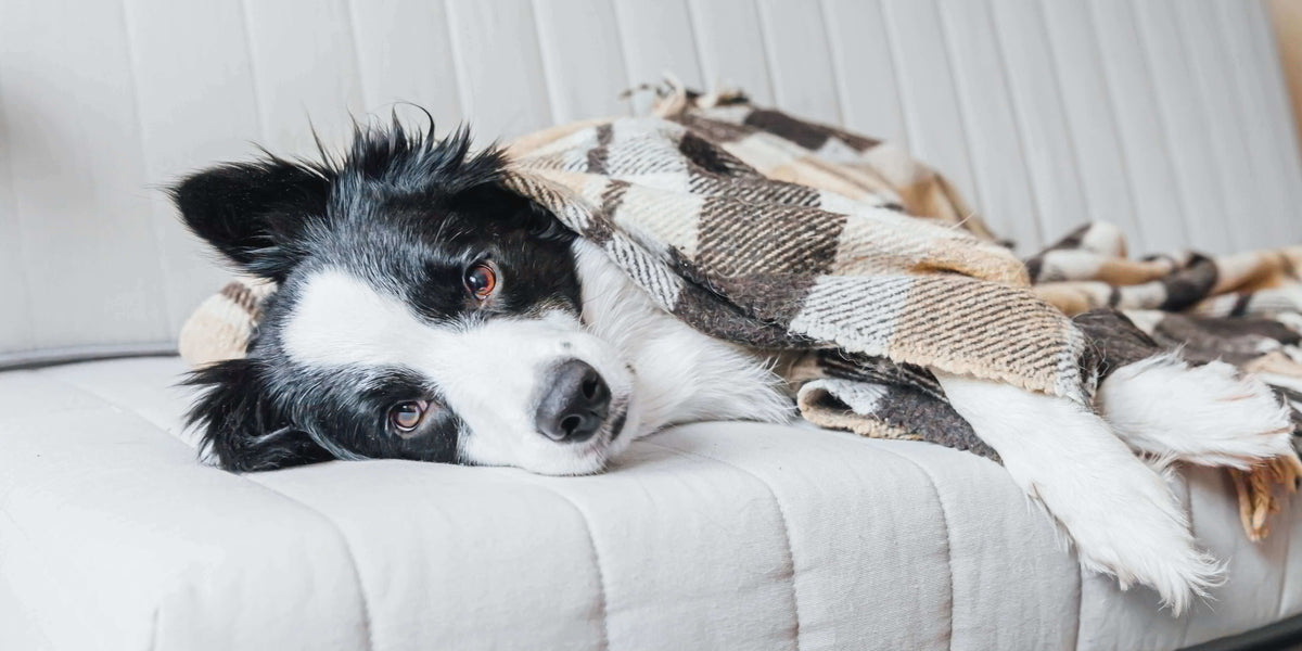 Durchfall beim Hund 