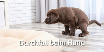 Durchfall-Hund.jpg__PID:b189cffe-8ebb-4a5f-9b50-04f0abcf0d43