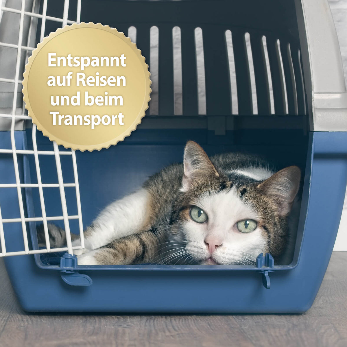 Katze liegt in Transportbox mit der Schrift 