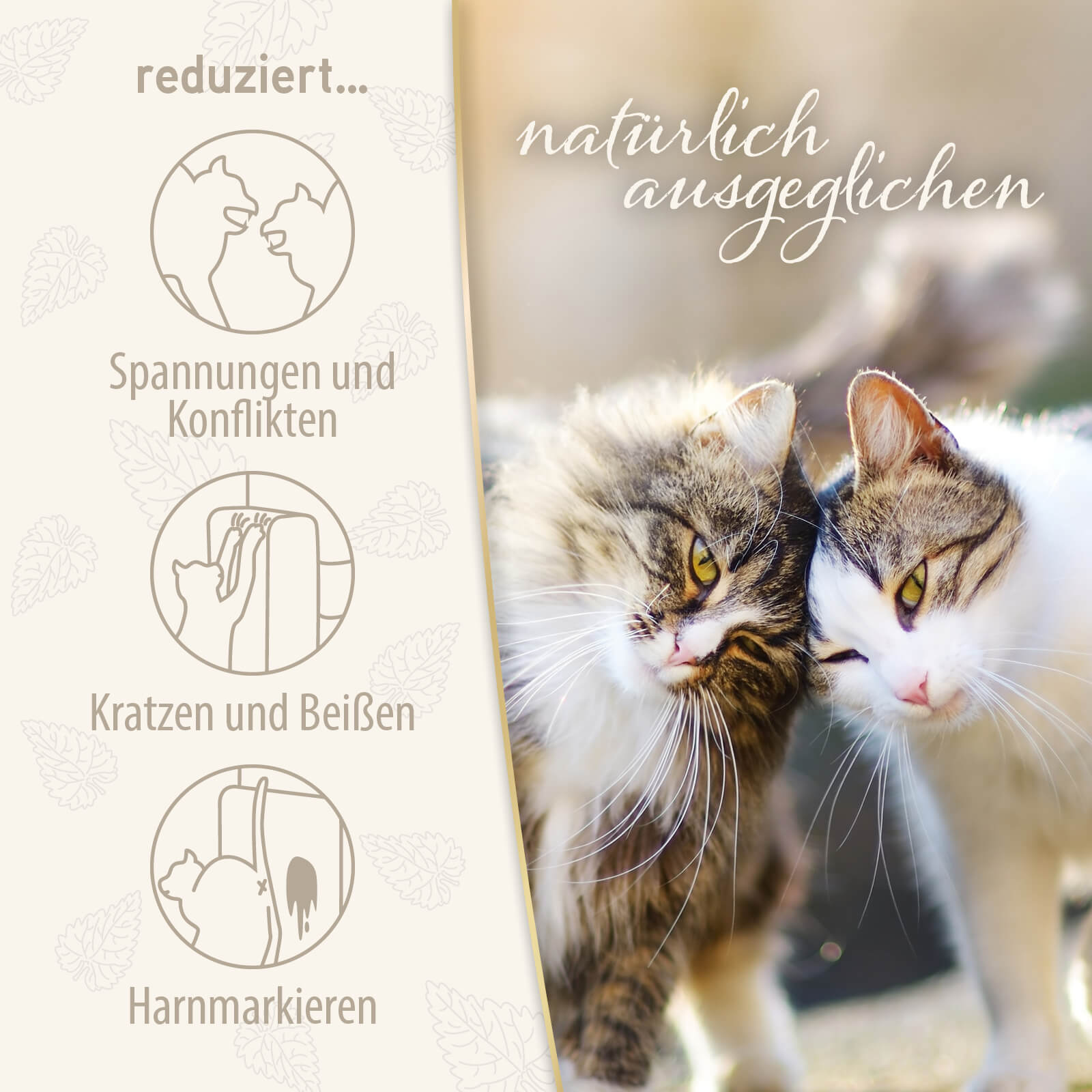 Zwei Katzen kuscheln miteinander mit der Schrift 