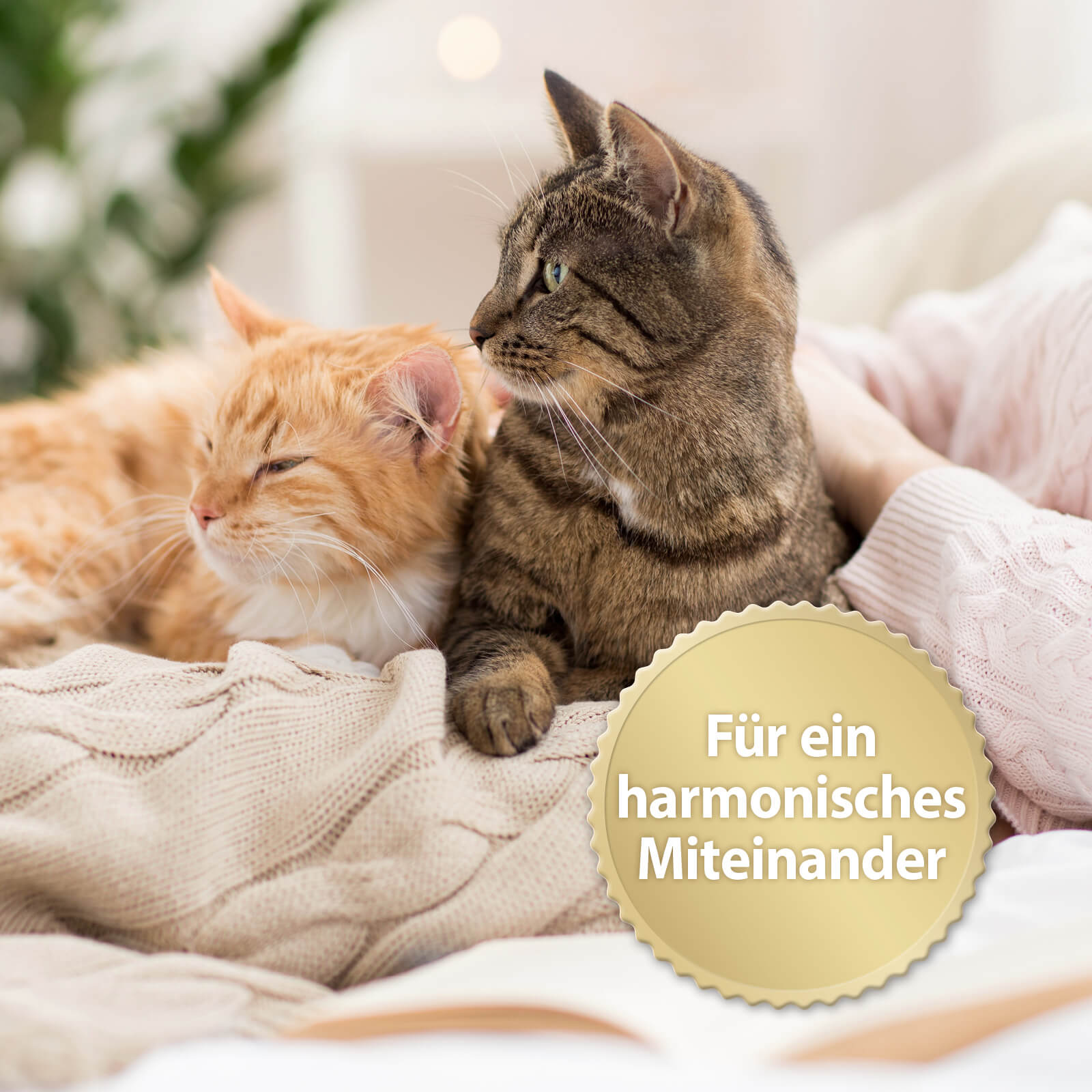 Zwei Katzen kuscheln mit der Schrift 