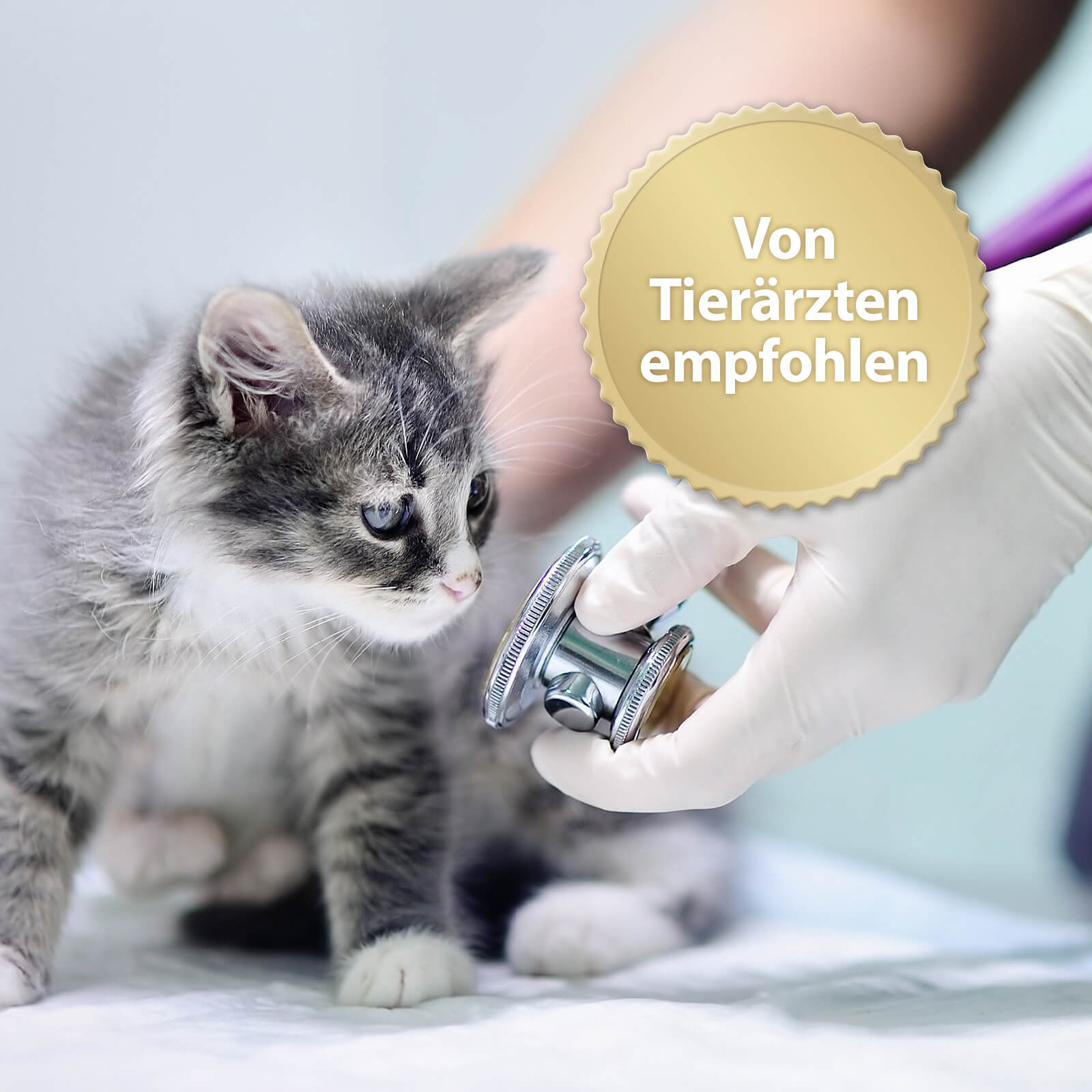 Kitte beim Tierarzt mit der Schrift 