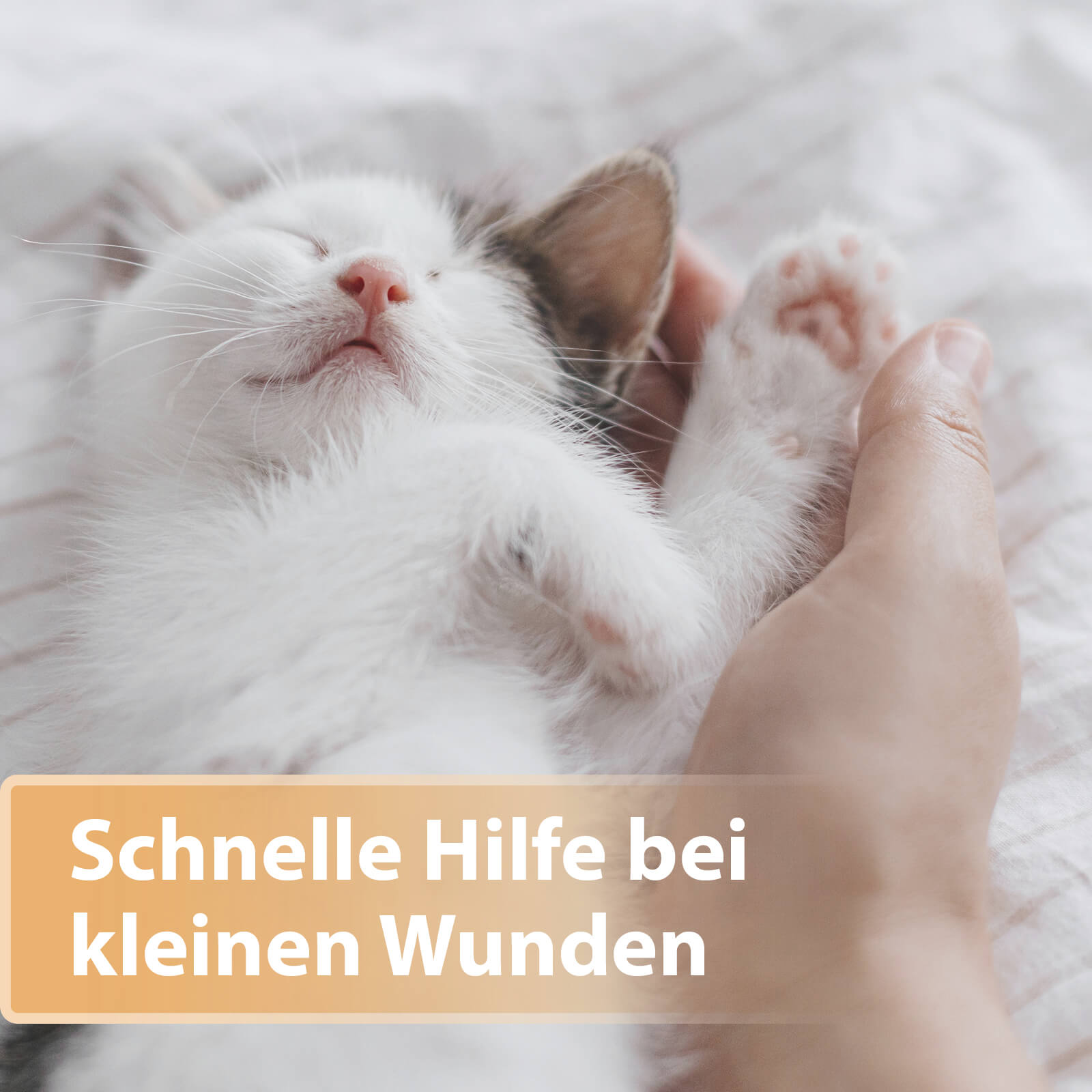 Felisept Wundspray für Katzen mit schneller Hilfe bei Wunden