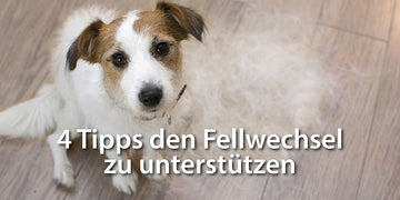 Fellwechsel beim Hund 4 Tipps zur Unterstützung