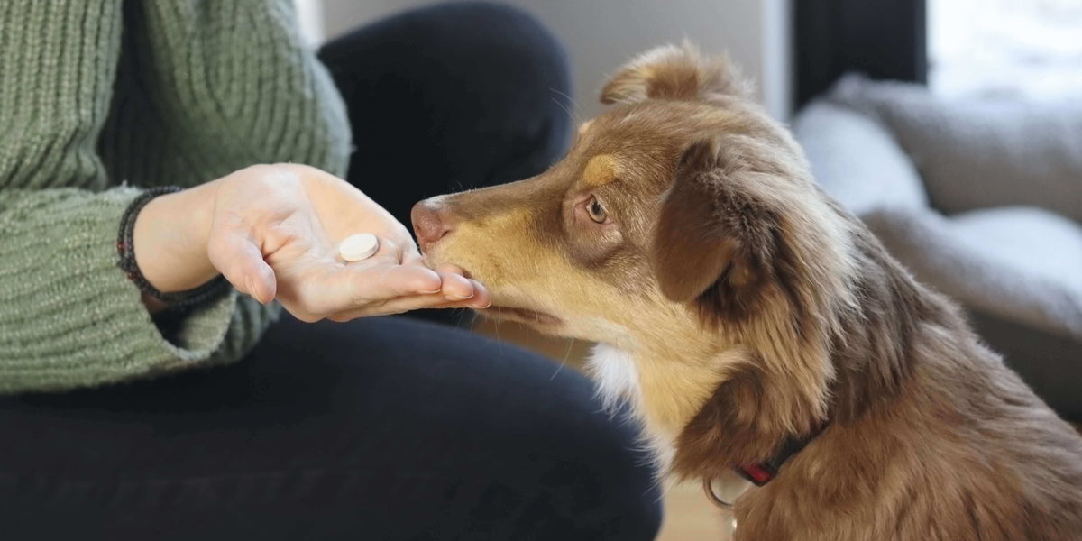 Hund bekommt Ergänzungsfuttermittel