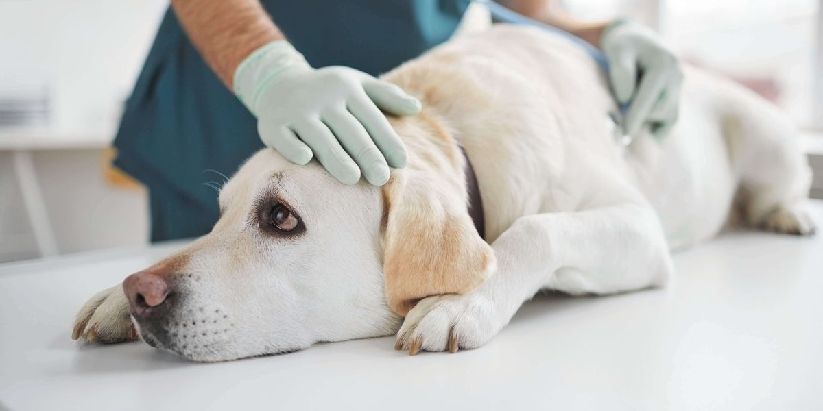 Hund wird beim Tierarzt kontrolliert