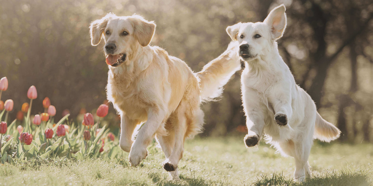 Zwei Hunde rennen über eine Wiese
