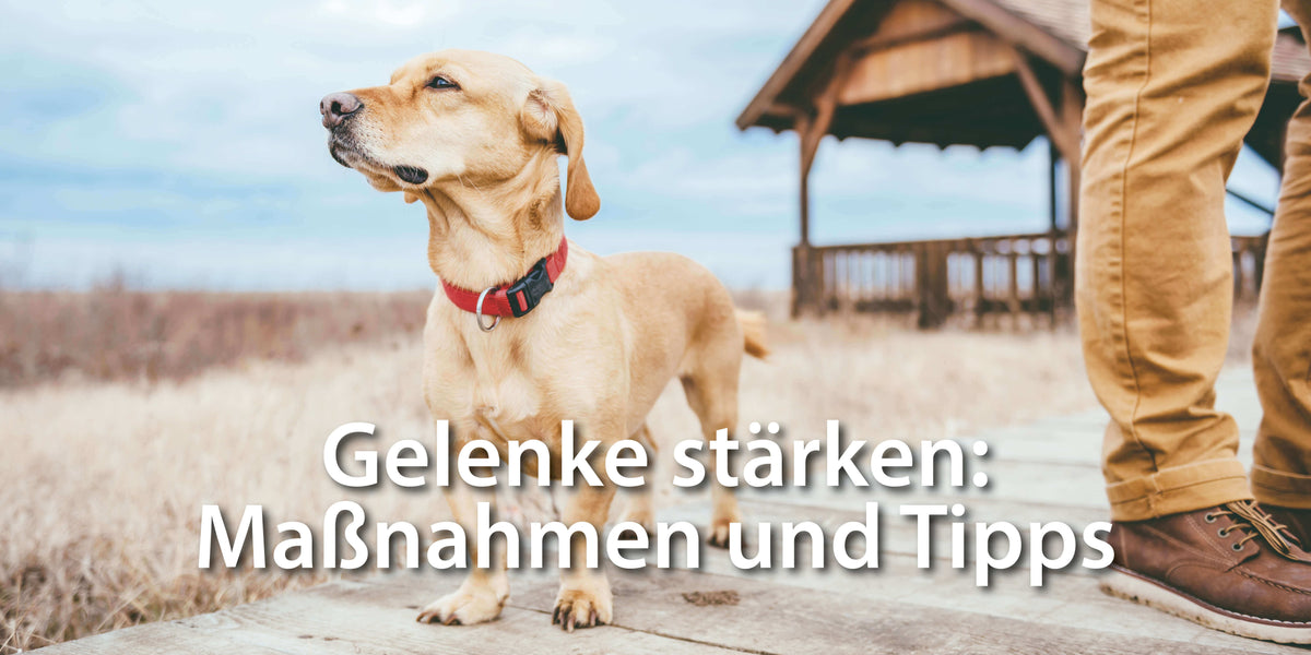 Hund Gelenke stärken - Maßnahmen und Tipps