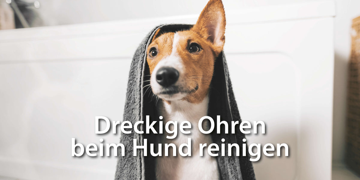 Hund Ohren reinigen 