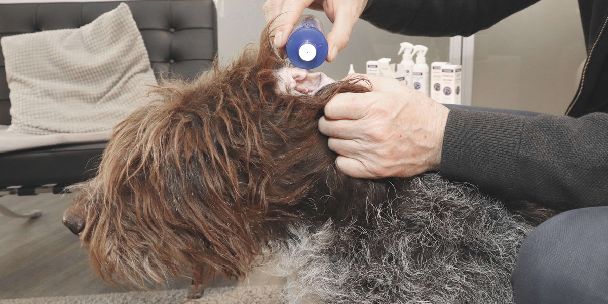 Hund wird Ohr mit Canosept Ohrreiniger gereinigt