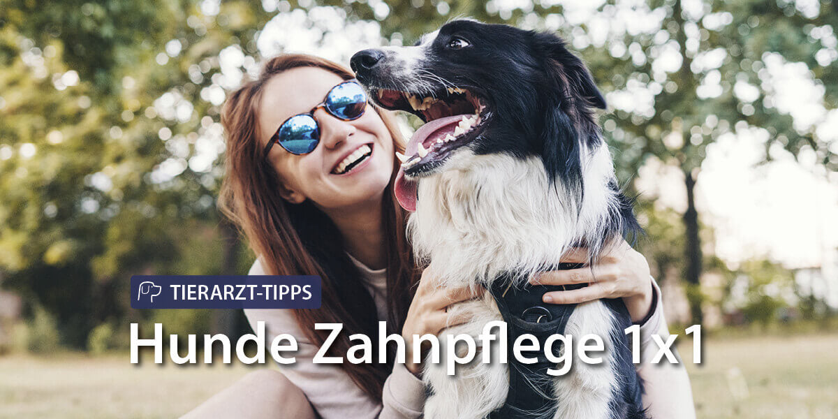 Hunde Zahnpflege 1x1 vom Tierarzt