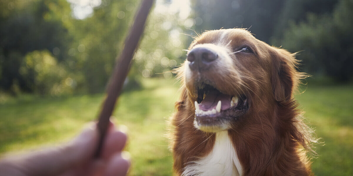 Hunde Zahnpflege fuer strahlende Zaehne