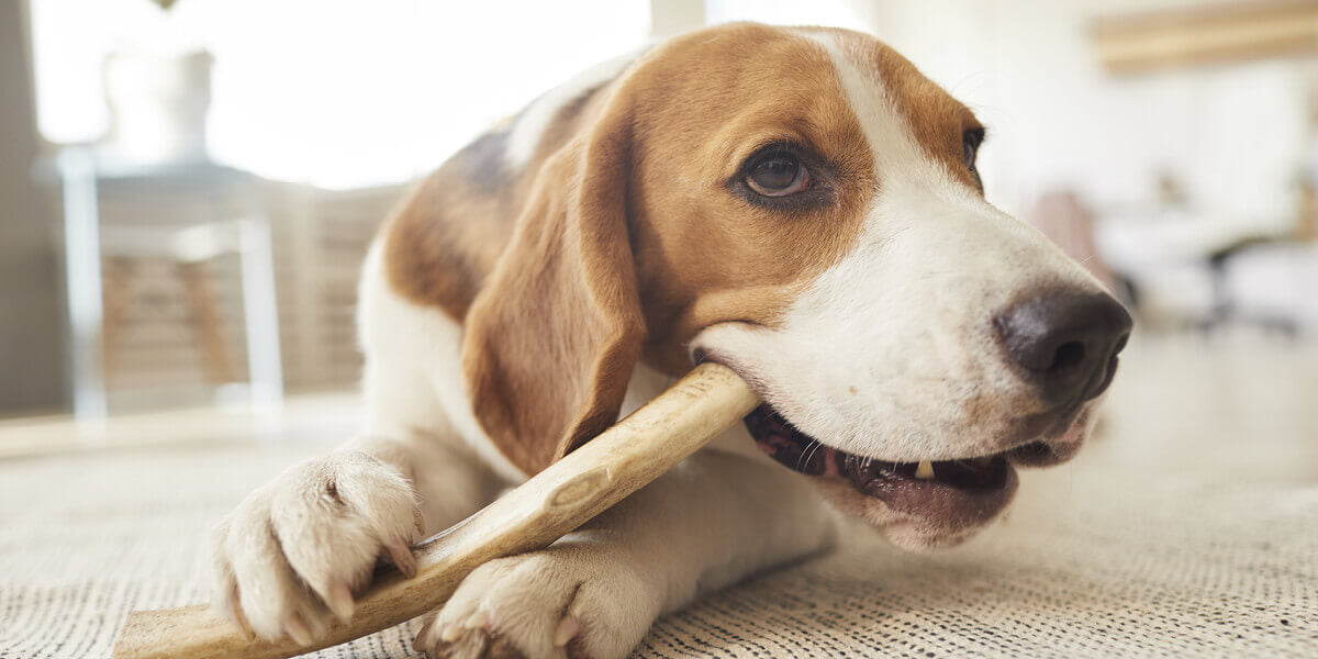 Hunde Zahnpflege beim Beagle was hilft