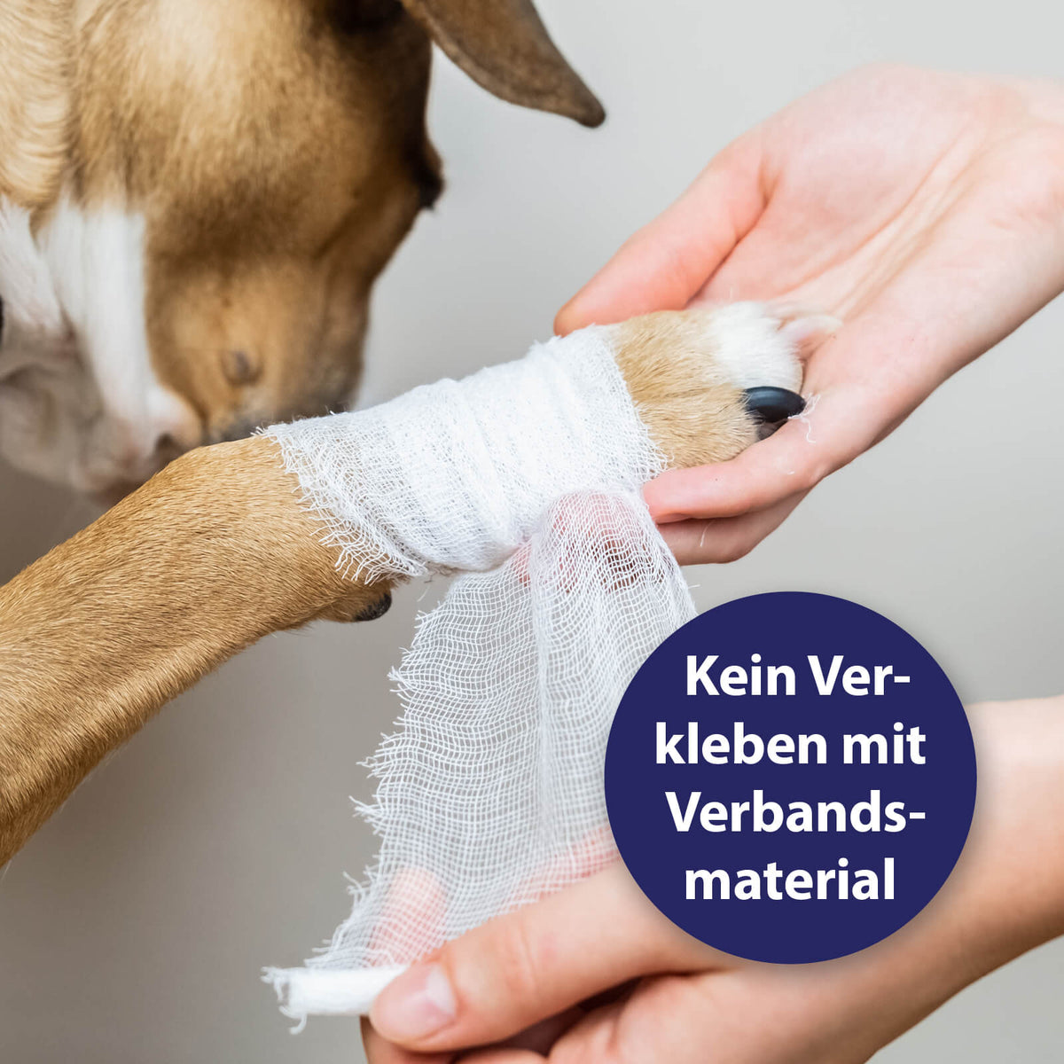 Hund bekommt ein Verband um das Bein mit der Schrift 