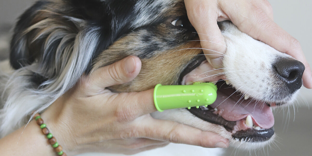 Mundgeruch Hund Zaehne putzen