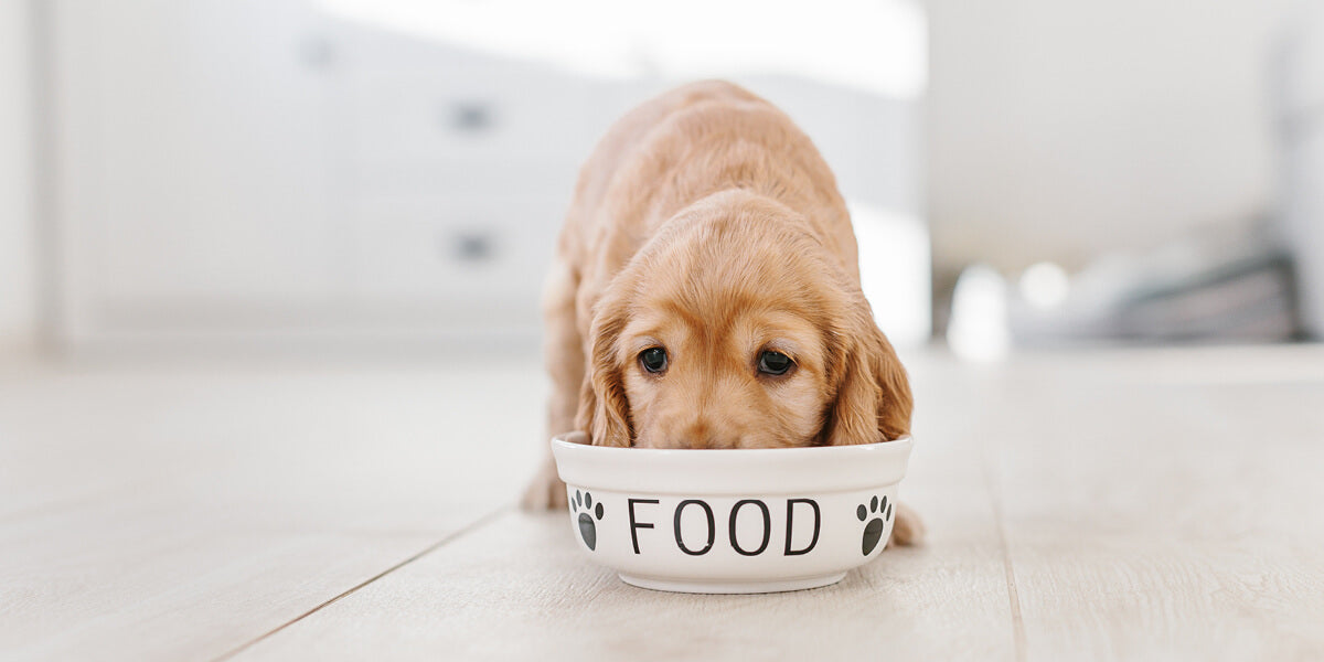 Mundgeruch beim Hund Fitterumstellung