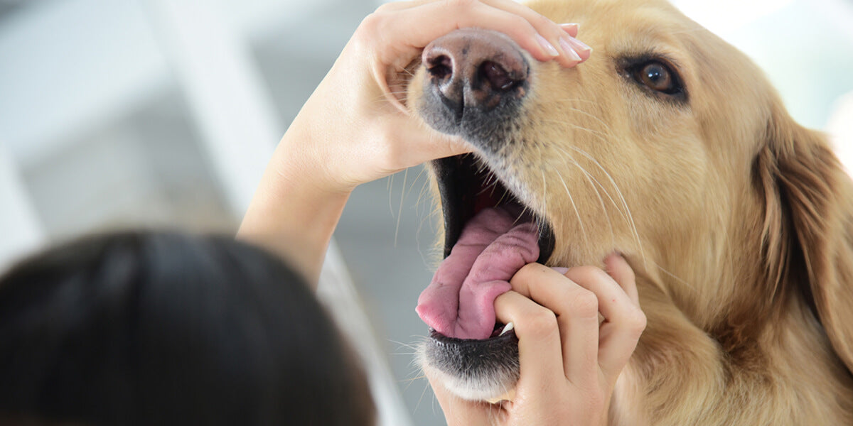 Mundgeruch beim Hund behandeln