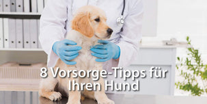 8 Vorsorge-Tipps für Ihren Hund