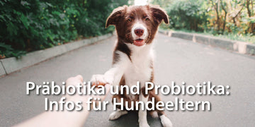 Prae-und-Probiotika-Hund.jpg__PID:e9cb428e-30b5-41fc-86ad-f80b3ad8ff0f