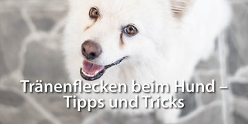 Traenenflecken beim Hund Tipps und Tricks