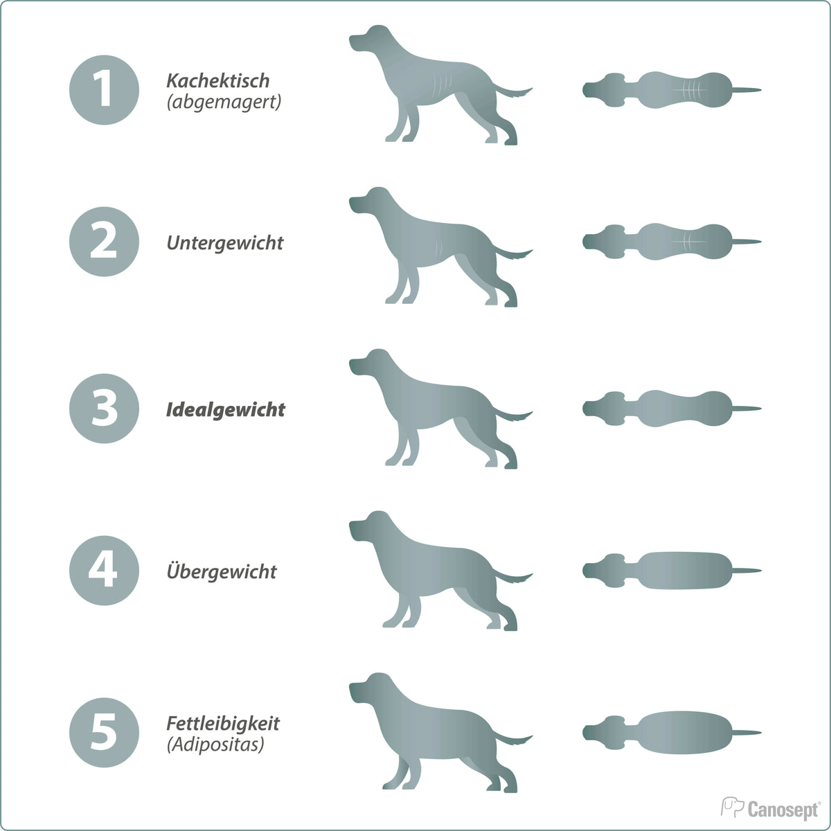 Uebergewicht-Hund-5-Punkt-Skala.jpg__PID:4bdb793a-c8fb-401b-92bb-cf6ed3219683