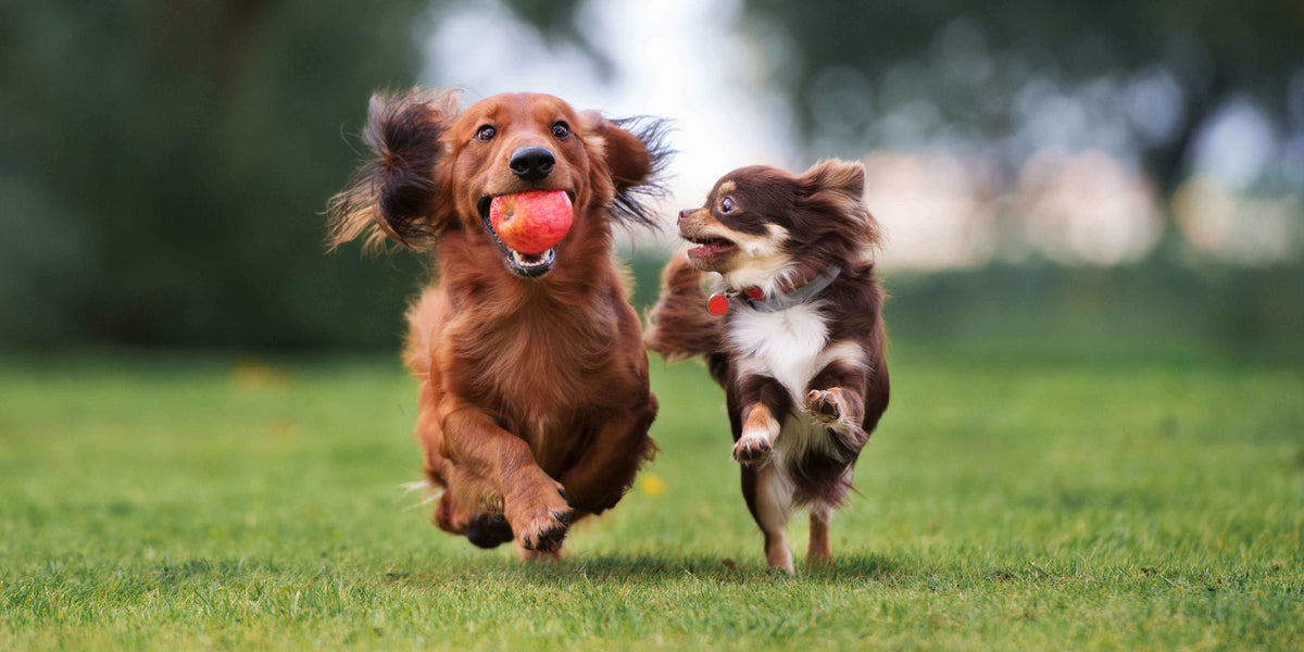 Bewegung bei Übergewicht Hund 