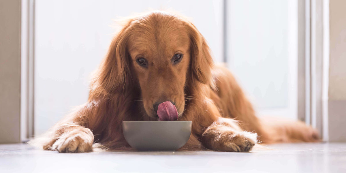 Hund schleckt sein Futternapf aus