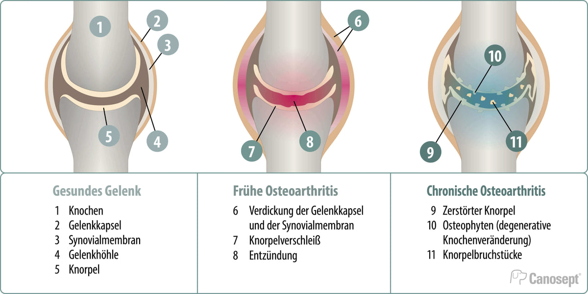 Osteoarthtitis Hund Abbildung des Gelenks